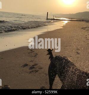 Dog walk on beach at sunset Stock Photo