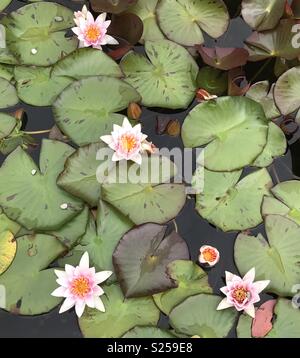 Water Lily in Isola Bella Gardens, Lake Maggiore, Italy Stock Photo - Alamy