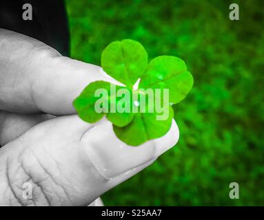Fingers holding lucky four leaf clover Stock Photo