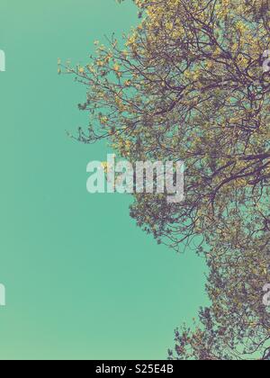 Abstract of a tree against a green colored sky Stock Photo