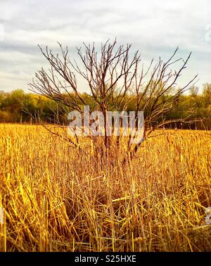 Dead tree in the middle of a marsh Stock Photo