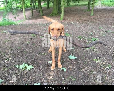 A yellow labrador retriever dog carrying a large stick in it’s mouth in the woods whilst waiting for its owner throw it Stock Photo