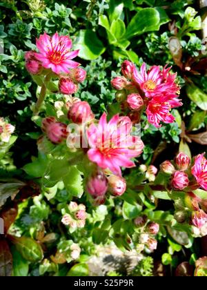 Sedum flowering in summer surrounded by alpine rockery plants Stock Photo