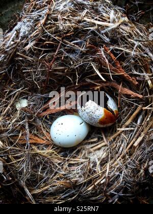 Closeup of Birds nest with speckled eggs Stock Photo