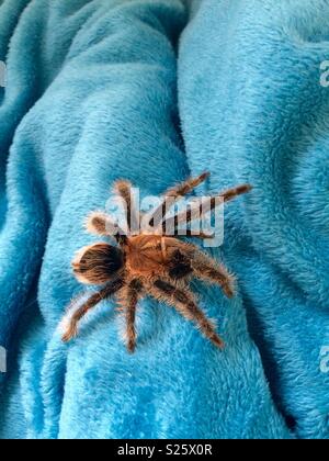 Curly hair tarantula Stock Photo