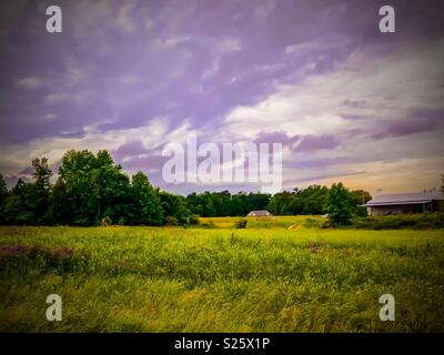 Textured meadow of Yellow Sweet Clover, clouded sky and lush treeline on North Carolina farm Stock Photo