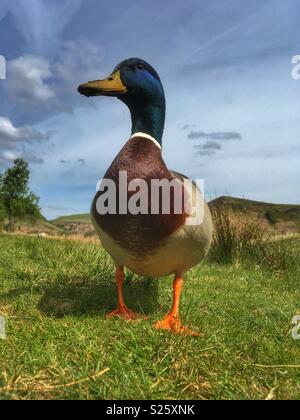 A Mallard Duck walking around on grass river bank. Stock Photo