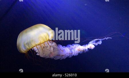 Jelly Fish, The Deep, Hull Stock Photo