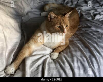 Ginger and white cat stretched out on white duvet cover Stock Photo