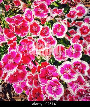 Dianthus pinks flowers Stock Photo