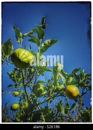 Oranges ripening on tree. Stock Photo