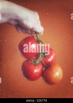 Adult hand holding four tomatoes on the vine Stock Photo