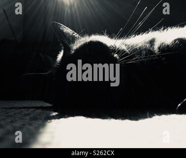 Artistic black and white photo of cat laying in sun Stock Photo