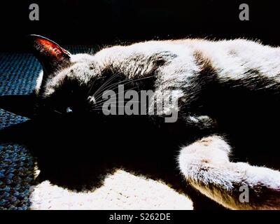 Grey cat chilling out in a patch of sunlight indoors Stock Photo