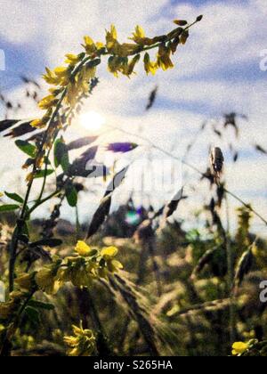 Grainy photo of common melilot against summer sky in North Carolina Stock Photo