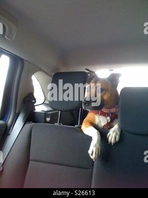 dog boot restraint
