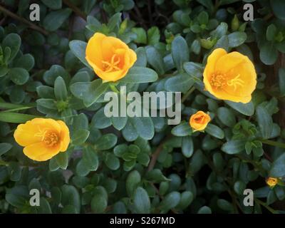 High angle view of three luminous Rio yellow purslane (Portulaca oleracea) flower blossoms against a dark green leafy background. Stock Photo