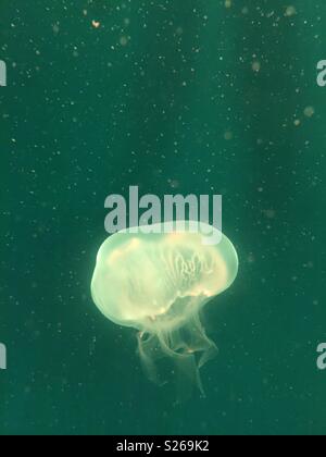 Green Jellyfish at SeaLife Aquarium in Orlando, Florida Stock Photo