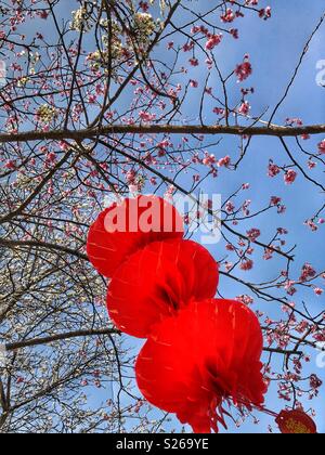 Chinese New Year’s decorations hanging in a budding cherry blossom tree. Stock Photo