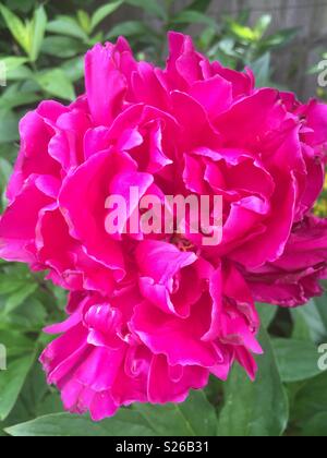 A pink peony flower in full bloom, side view Stock Photo - Alamy