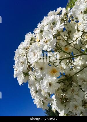 Spiraea nipponica snowmound Flowers Stock Photo