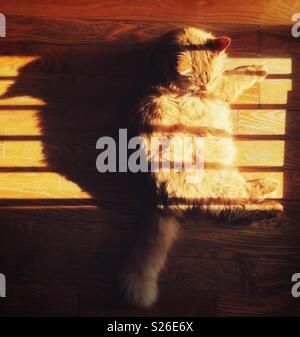 Orange long haired cat sleeping on wooden floor in the morning sun with interesting shadows Stock Photo