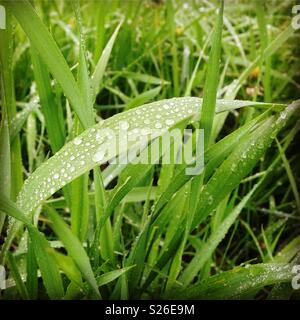 Dew on Grass Stock Photo
