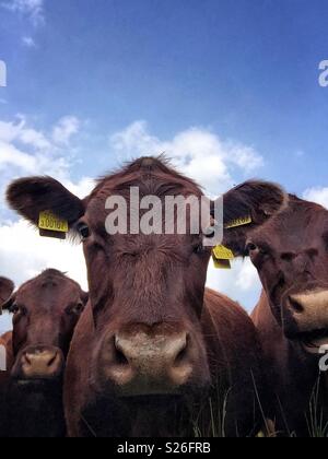 A close-up portrait of a herd of brown cow looking straight at the camera Stock Photo