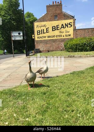 An old fashioned scene with geese in an urban environment in front of a vintage advertisement about Bile Beans in York, UK Stock Photo