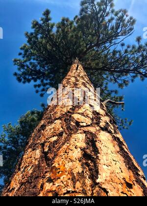 Looking up the trunk of a large Ponderosa pine tree Stock Photo