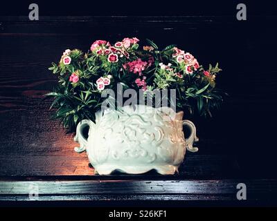 Dianthus chinensis, commonly known as rainbow pink or China pink, in the ornate white porcelain vase on a dark wood mantel Stock Photo