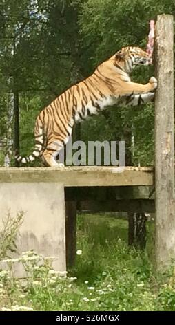 Amur tiger highland wildlife park Scotland Stock Photo