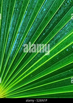 Vibrant stripey palm leaf with raindrops. Stock Photo