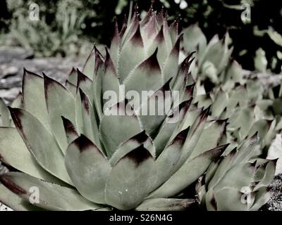 Houseleek Stock Photo