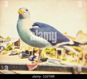 Portrait of a seagull on a balcony. Stock Photo