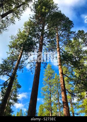 Looking up in a Ponderosa pine forest Stock Photo