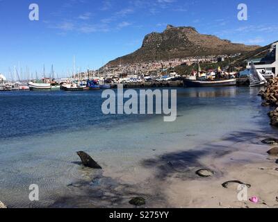 Landscape sea view onto Hangklip mountain and Hout Bay harbour with numerous moored fishing boats and a Cape seal in the shallow water on the beach on a beautiful Autumn day, Cape Town, South Africa Stock Photo