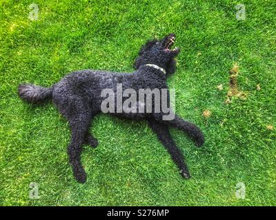 Black standard poodle lying flat on grass and flashing teeth while playing Stock Photo