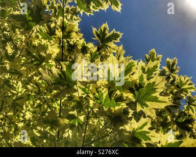 Silver Variegated Norway Maple Tree, Acer platanoides ‘Drummondii