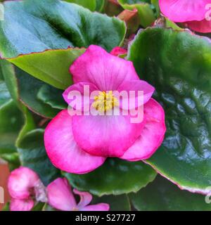 Wax begonia, Begonia x semperflorens-cultorum Stock Photo