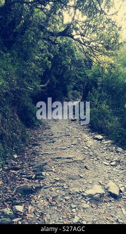 Trekking and camping at triund, mcleodganj, himachal pradesh, india Stock Photo