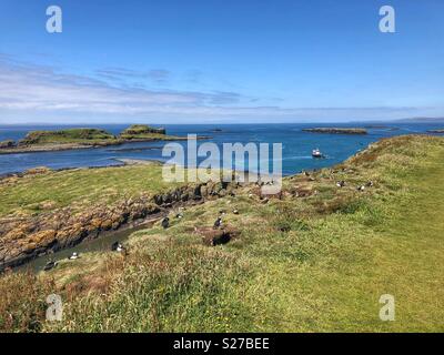 Atlantic puffins breeding on the shores of Lunga island in Scotland - Treshnish Isles, Inner Hebrides Stock Photo