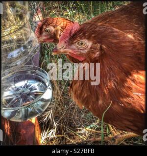 New chickens at the water bottle, Catalonia, Spain. Stock Photo