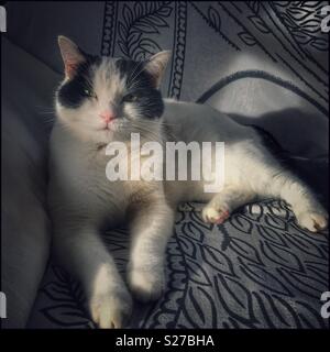 Black and white cat lying on sofa. Stock Photo