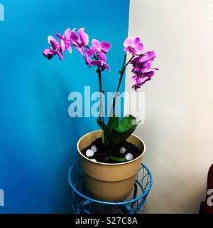 Purple orchid in the office corner with a turquoise wall. Stock Photo