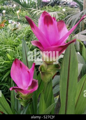 Siam tulip. Curcuma sp. Stock Photo