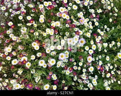 Masses of pink and white wild daisies form a sort of carpet in Irish parklands. Stock Photo