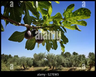 Fresh black figs ripening on the tree, Catalonia, Spain. Stock Photo