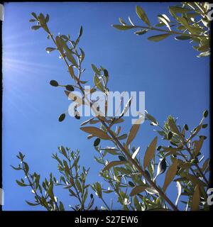 Baby Farga olives on the tree against a sunny blue sky, Catalonia, Spain. Stock Photo