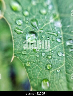 Water droplets on a holly leaf Stock Photo